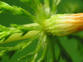 Equisetum sylvaticum · miškinis asiūklis