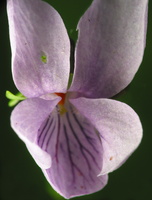Viola epipsila · pelkinė našlaitė
