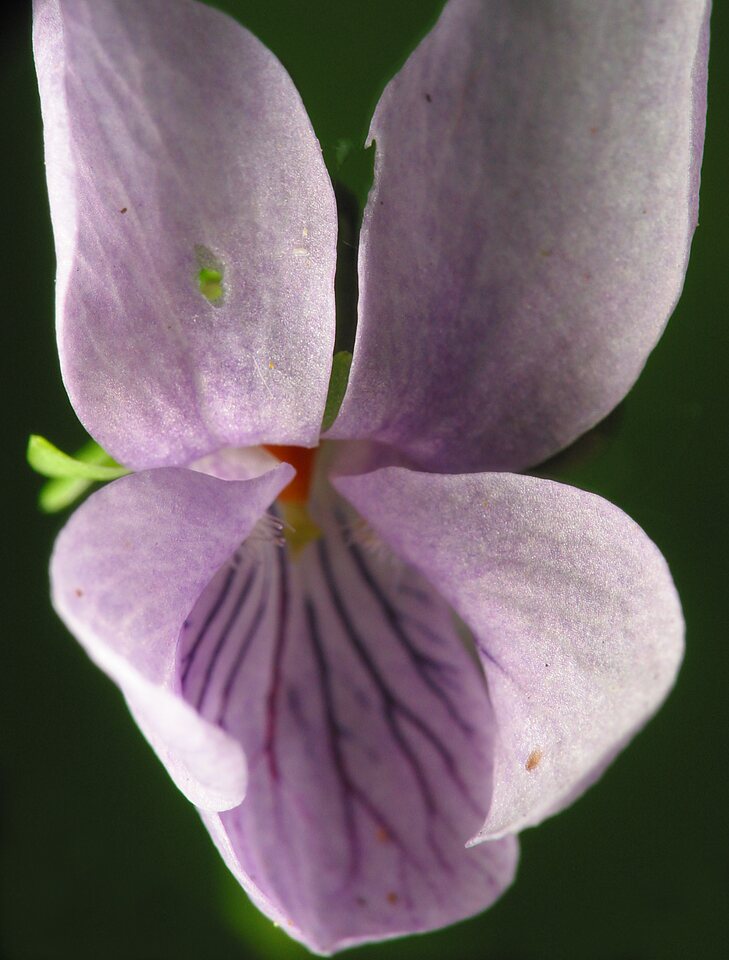 Viola-epipsila-1012.jpg