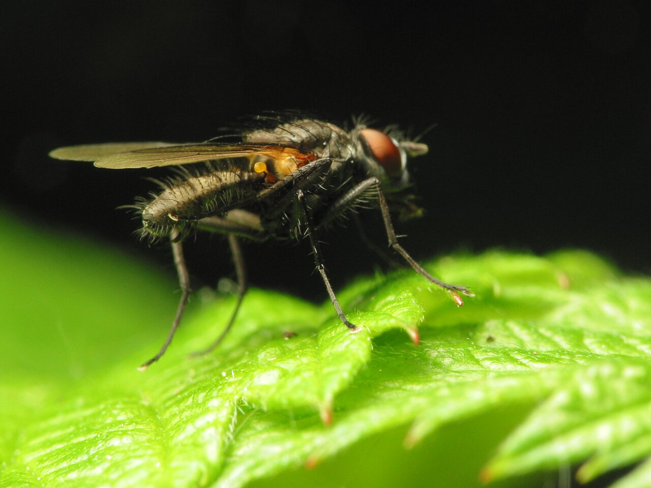 Diptera-1017.jpg