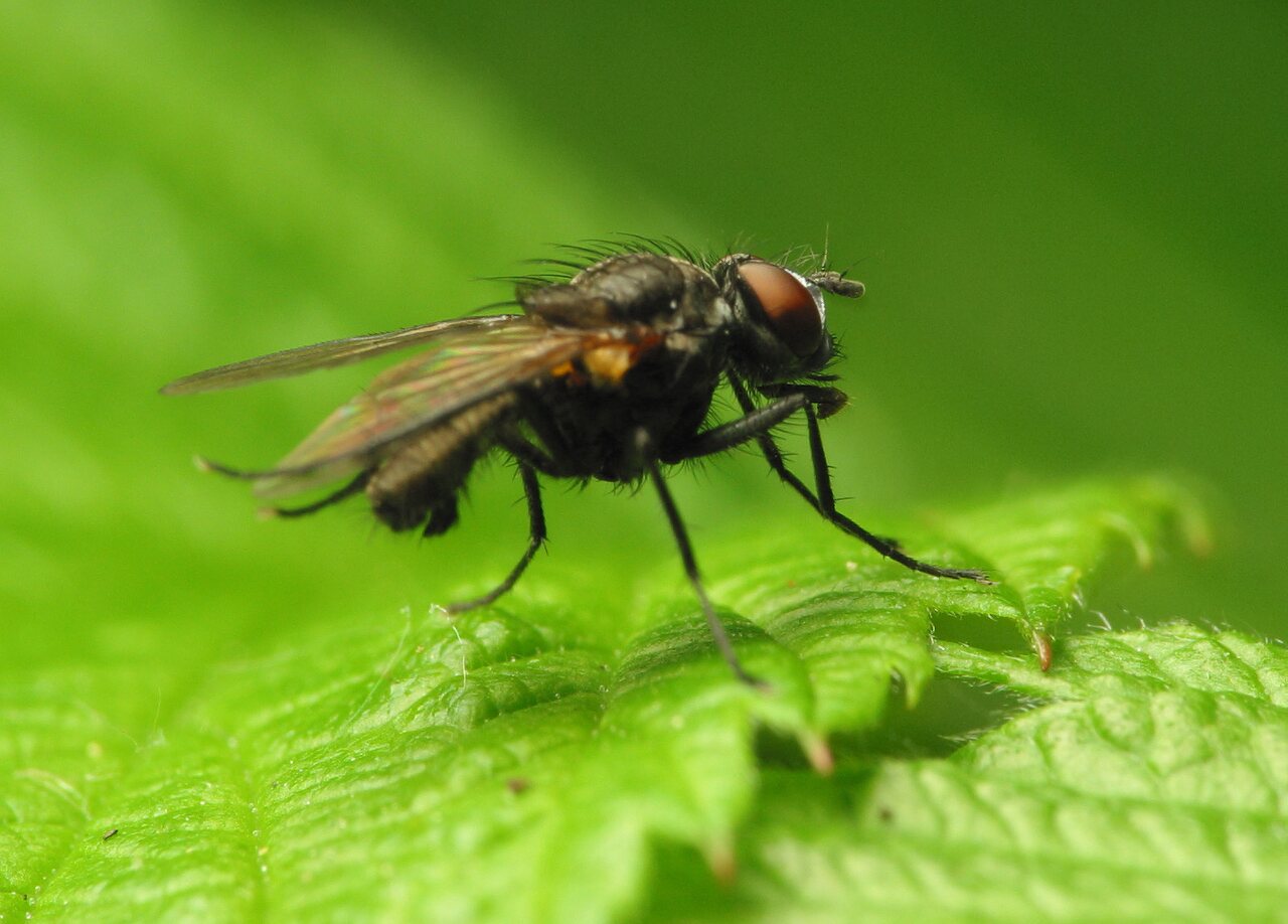 Diptera-1018.jpg