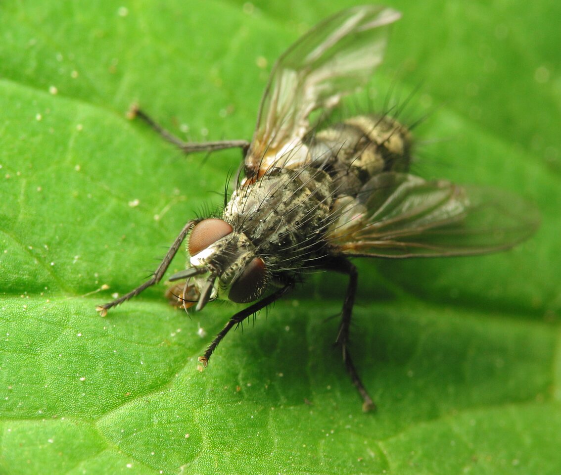 Diptera-1027.jpg
