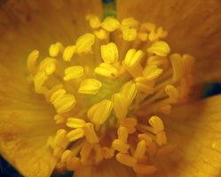 ~ other Ranunculaceae