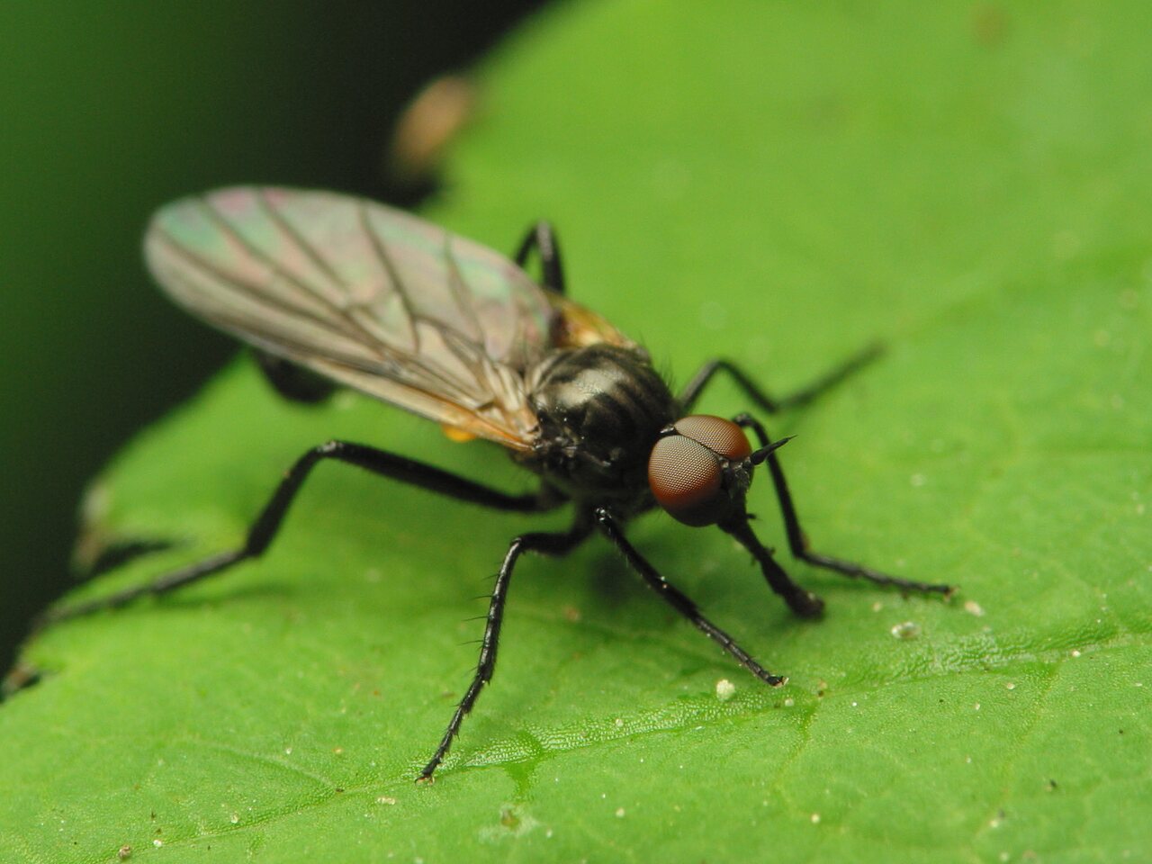 Diptera-1058.jpg