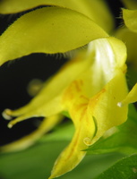 Lamium galeobdolon · geltonžiedė notrelė