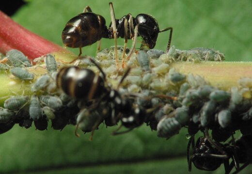 Lasius fuliginosus · juodoji medžių skruzdėlė