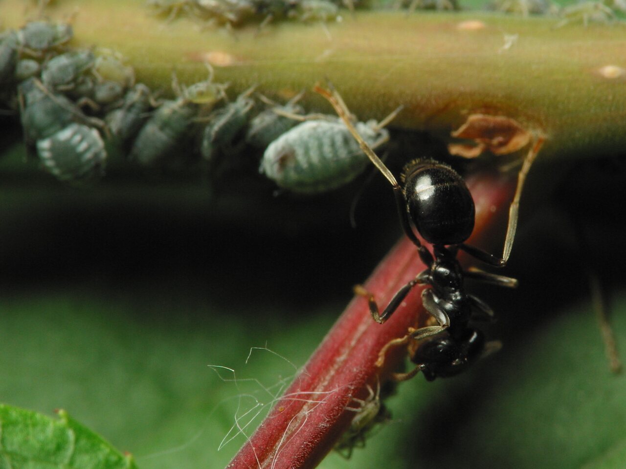 Lasius fuliginosus · juodoji medžių skruzdėlė