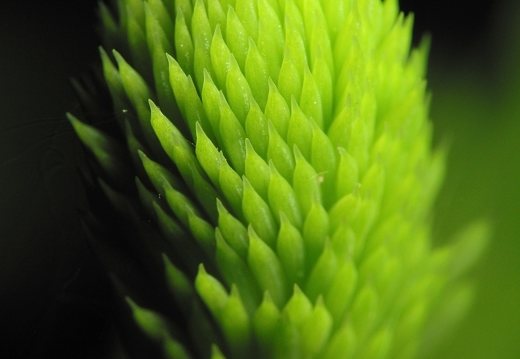 Picea abies shoot · paprastoji eglė, ūglis