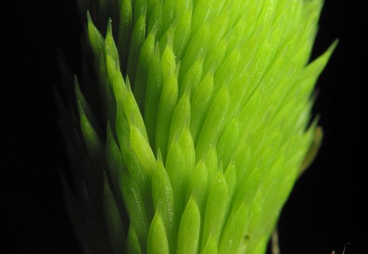 Picea abies shoot · paprastoji eglė, ūglis