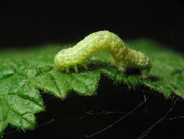 Operophtera brumata caterpillar · mažasis žiemsprndis, vikšras