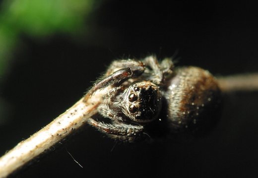 Evarcha falcata female · blizgantysis musėgaudis ♀