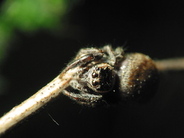 Evarcha falcata female · blizgantysis musėgaudis ♀