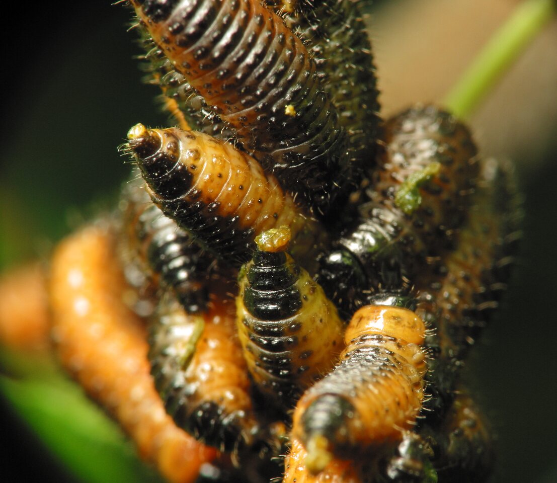 Gonioctena decemnotata larvae · taškuotasis dygblauzdis, lervos