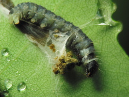 Tortricidae caterpillar · lapsukio lerva