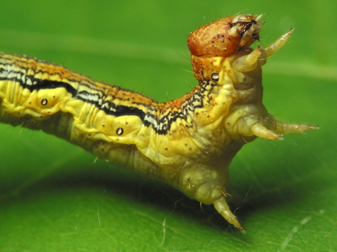Erannis defoliaria caterpillar · žiemsprindis, vikšras