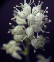 Maianthemum bifolium · dvilapė medutė
