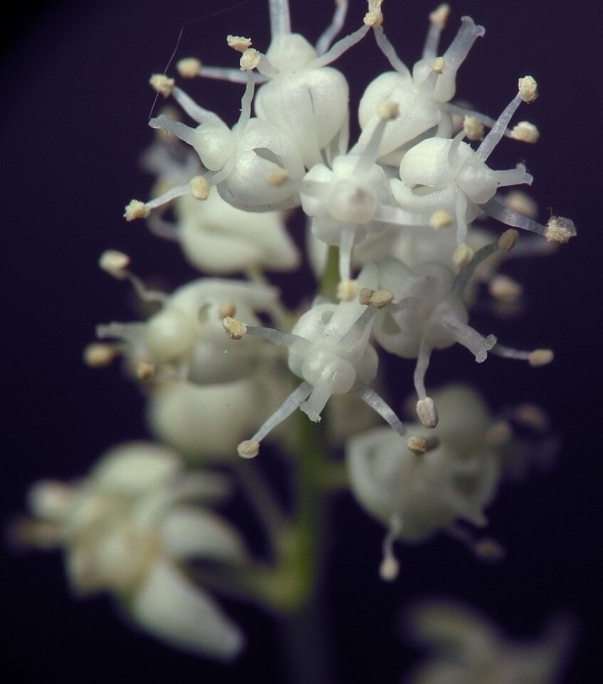 1418-Maianthemum-bifolium.jpg