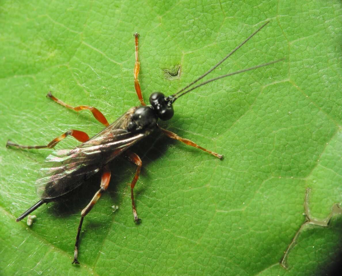 Hymenoptera-1443.jpg