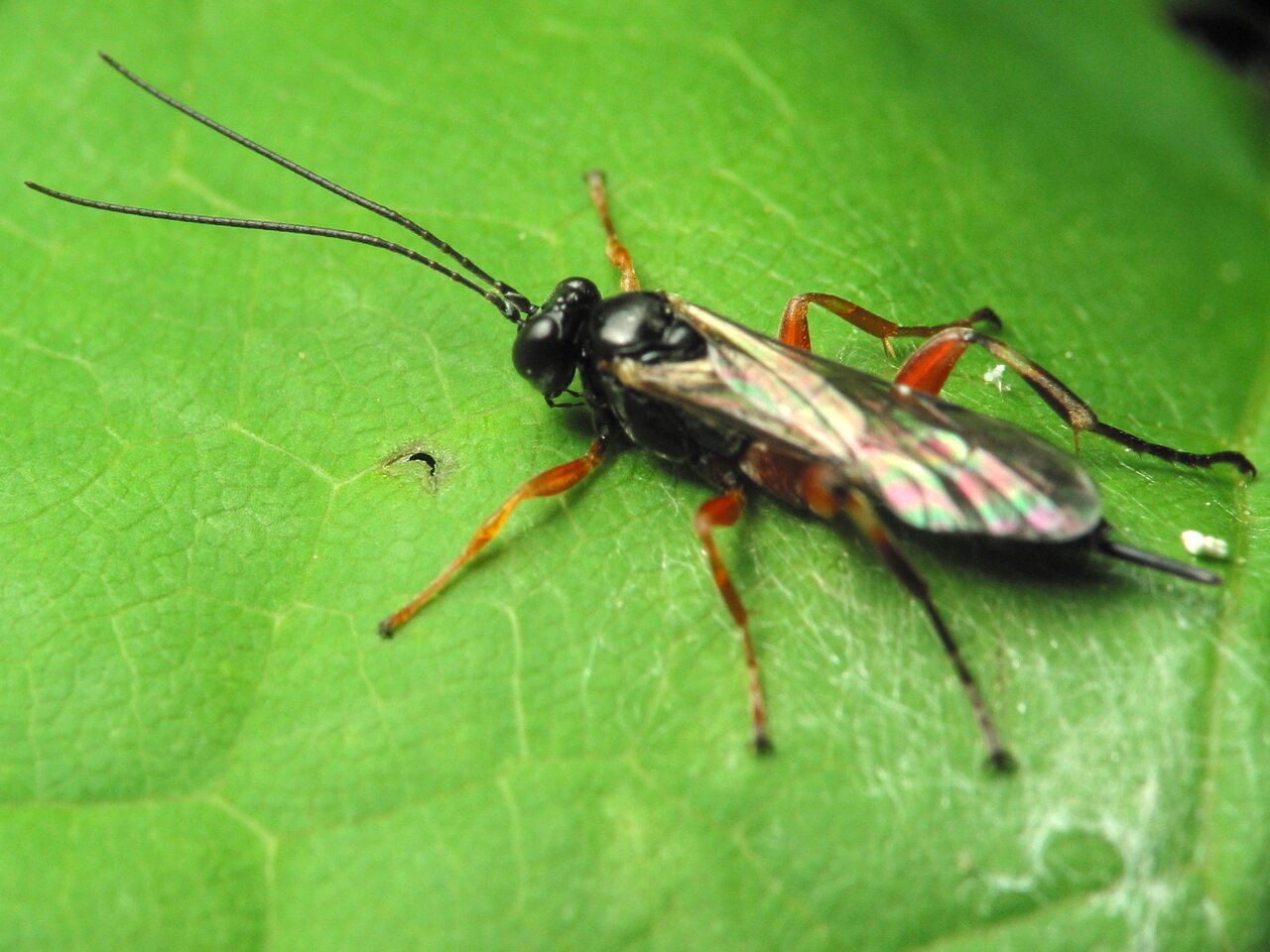 Hymenoptera-1445.jpg