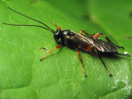Ichneumonidae · vytis