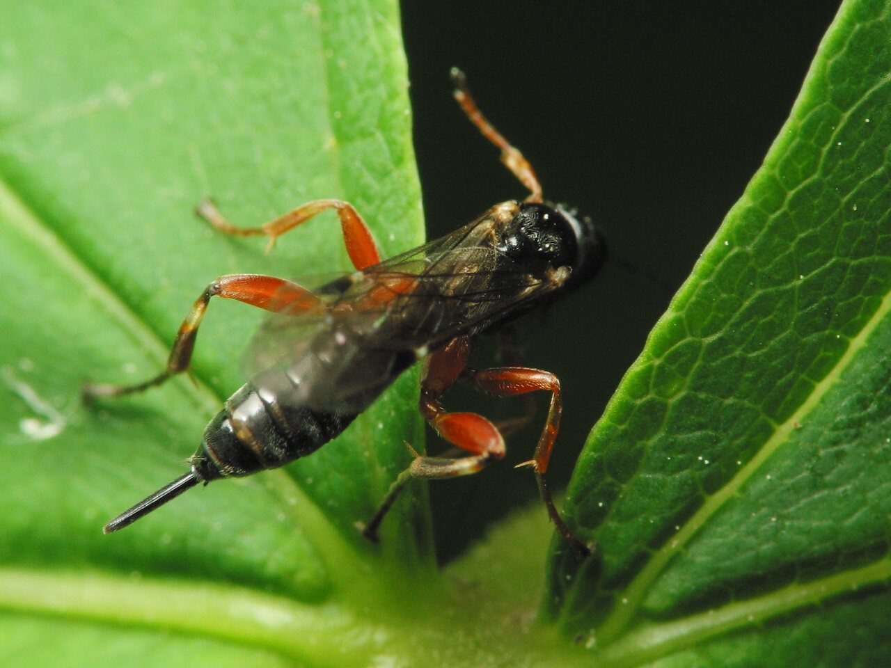 Hymenoptera-1447.jpg