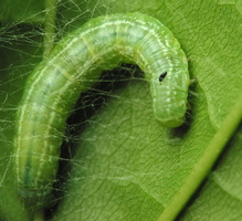 Operophtera brumata caterpillar · mažasis žiemsprindis, vikšras