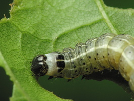 Orthosia cruda caterpillar · mažasis ankstyvasis pelėdgalvis, vikšras