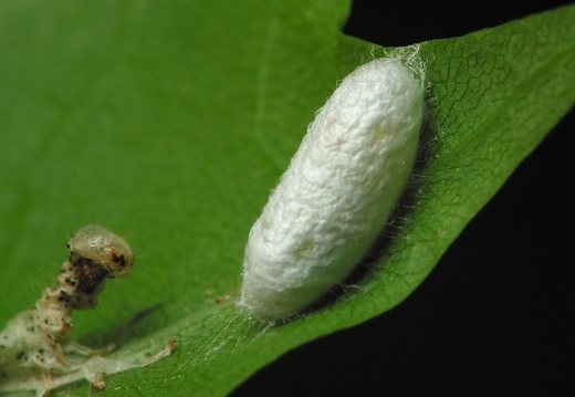 Insect cocoon