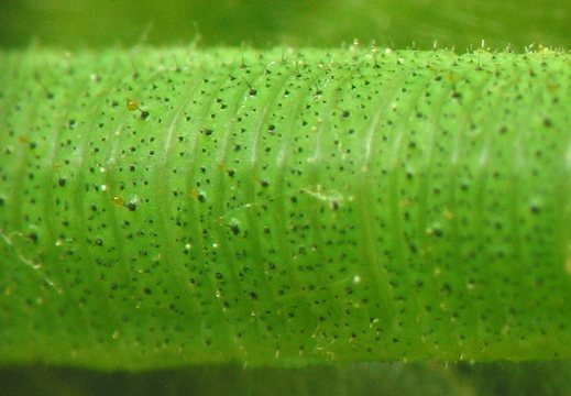 Pieris rapae caterpillar · ropinis baltukas, vikšras