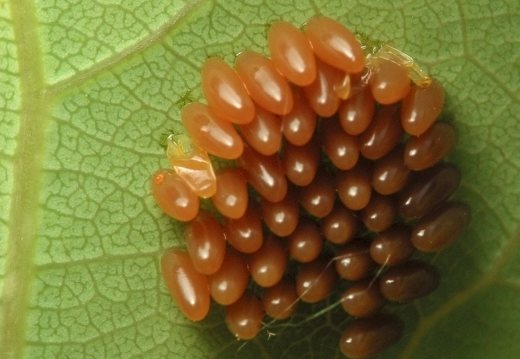 Coleoptera eggs · vabalai