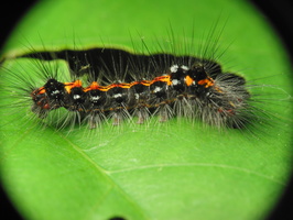 Euproctis similis caterpillar · geltonuodegis verpikas, vikšras