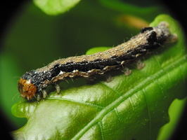 Anorthoa munda caterpillar · rusvasis ankstyvasis pelėdgalvis, vikšras