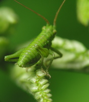 Tettigoniidae nymph · žiogo nimfa
