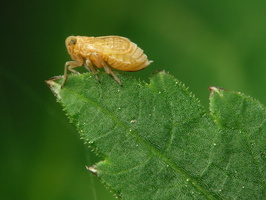 Cicadomorpha · cikada