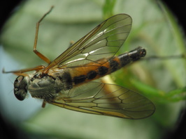Diaea dorsata with prey · rudasis lapavoris