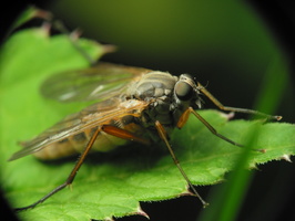 Rhagio annulatus female · slankmusė ♀