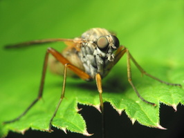 Rhagio annulatus female · slankmusė ♀