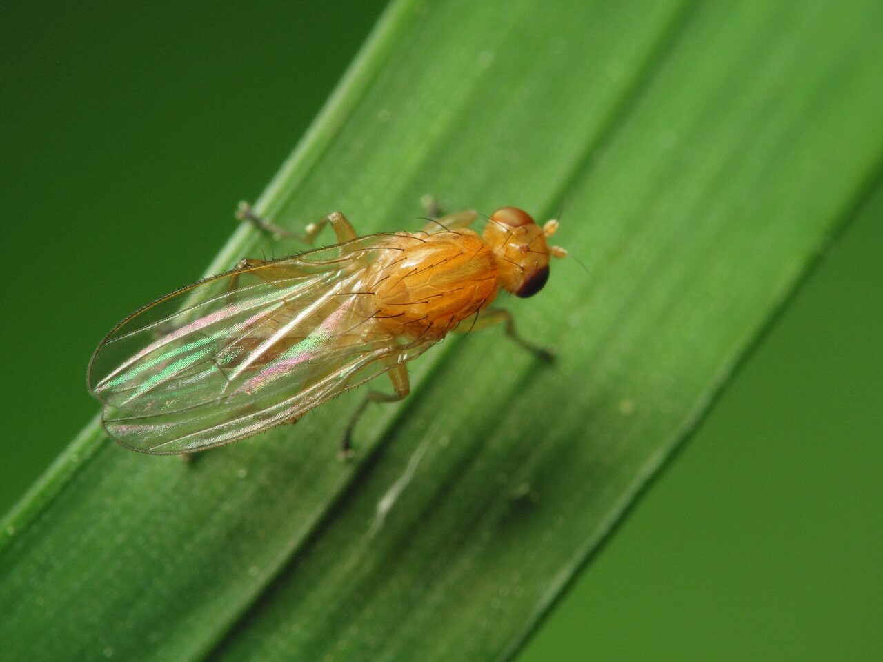 Diptera-1752.jpg