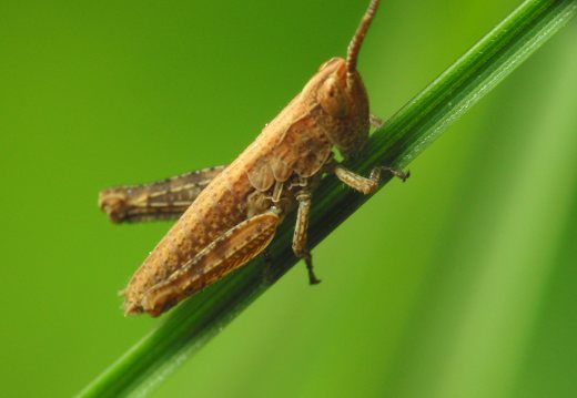 Acrididae nymph · skėrio nimfa