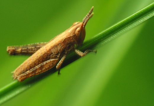 Acrididae nymph · skėrio nimfa