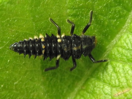 Calvia quatuordecimguttata larva · keturiolikadėmė boružė, lerva