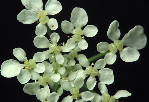 Apiaceae · salieriniai