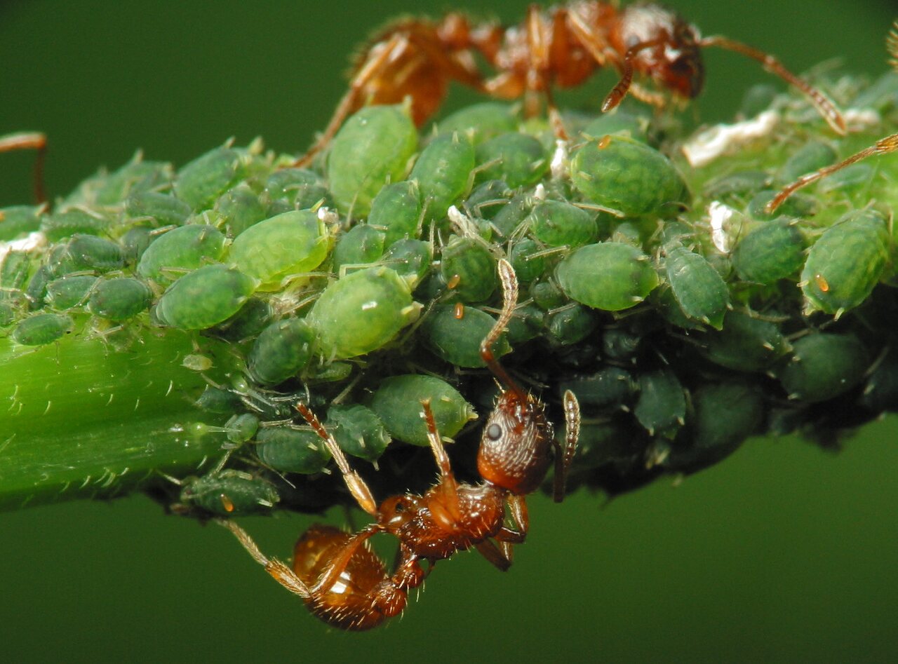 Myrmica rubra · skruzdėlė