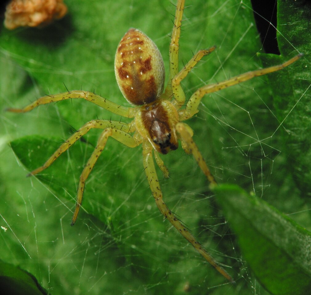 Dolomedes fimbriatus · juostuotasis plūdvoris