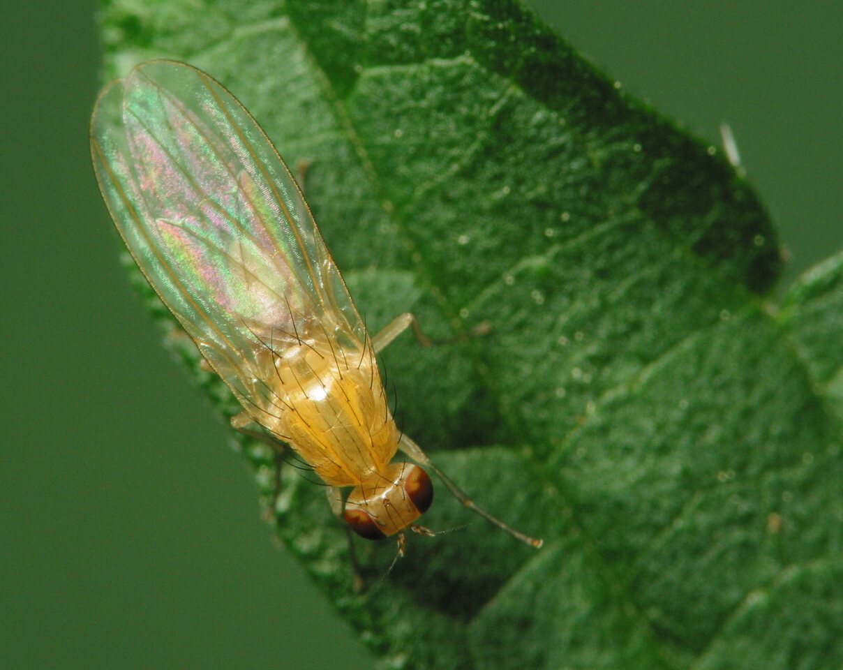 Diptera-2167.jpg