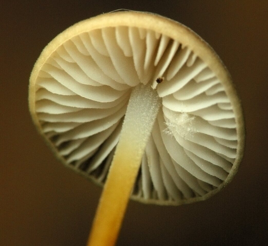 fungi-2173.jpg