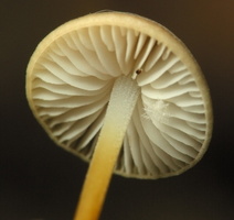 Fungi · grybai