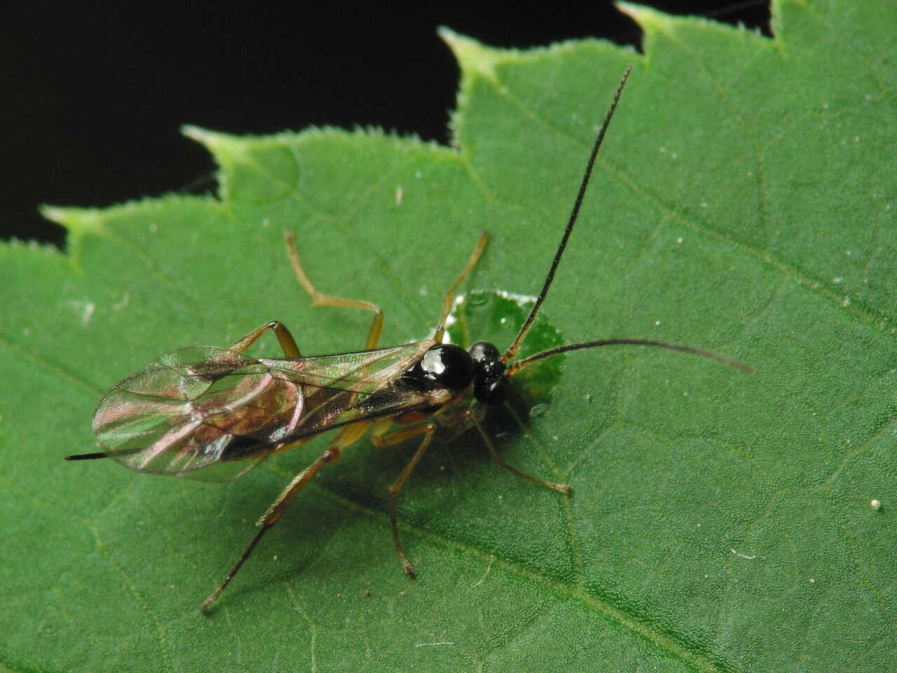 Hymenoptera-2174.jpg