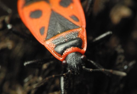 Pyrrhocoridae · raudonblakės