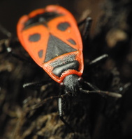Pyrrhocoridae · raudonblakės